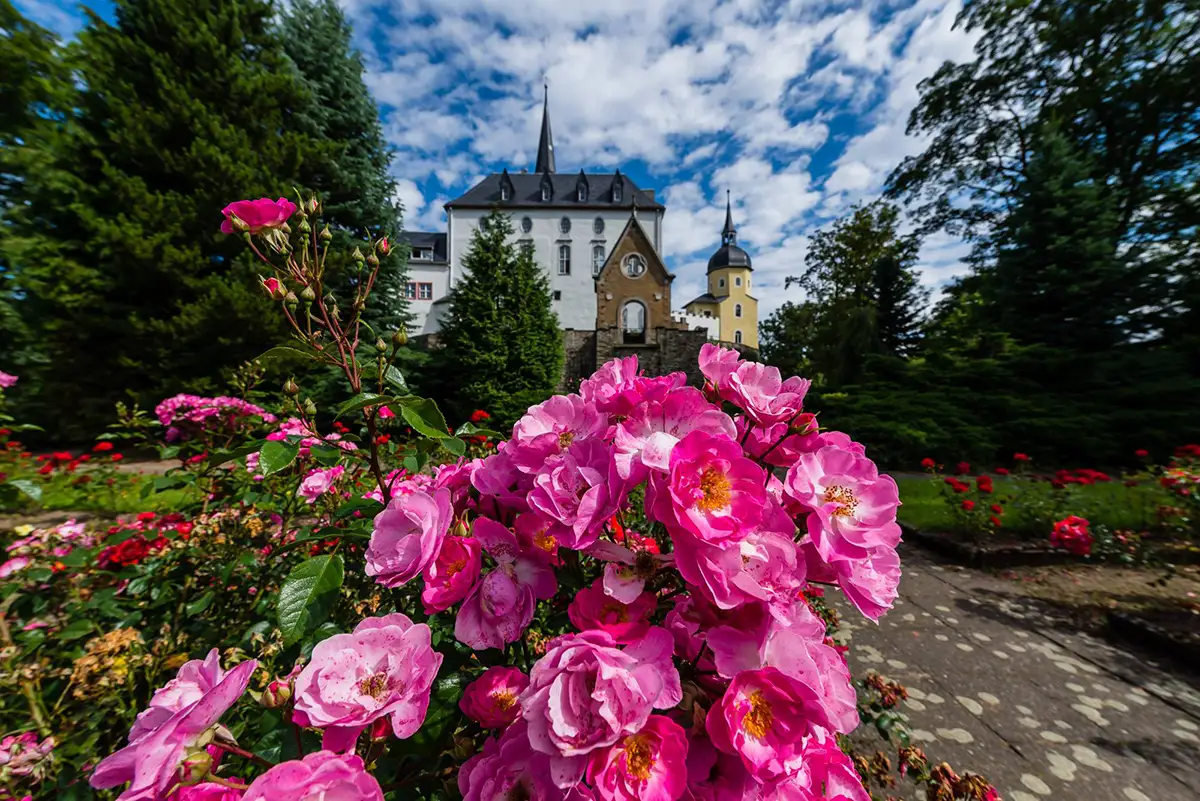 Nahaufnahme von pinken Rosen vor Schloss